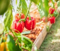 Comment planter des poivrons 