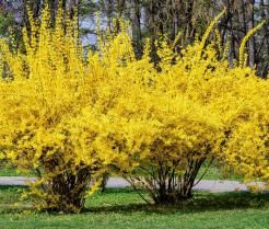 Un buisson de forsythia jaune.