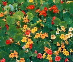Un tapis de capucines rouges, orange, jaunes et blanc crème rampantes au sol