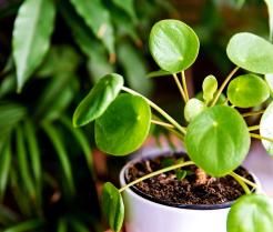An indoor Pilea, also known as a Chinese money plant, in a pot.  