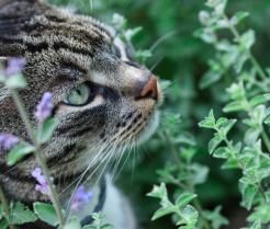 Grey cat sniffing leaves of catnip plant