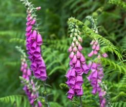 Purple foxglove flowers in a green garden. 