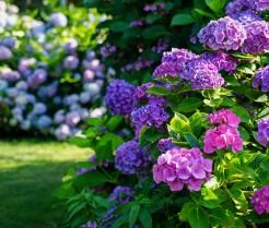 A border of purple and pink hydrangea flowers in a New Zealand garden.