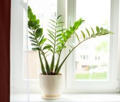 Zamioculcas en pot blanc.