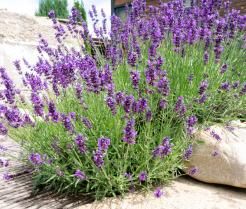 Conseils pour planter la lavande