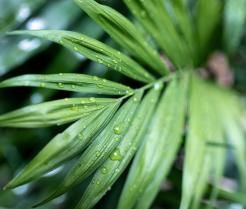 Close-up of Kentia palm leaf with water droplets.