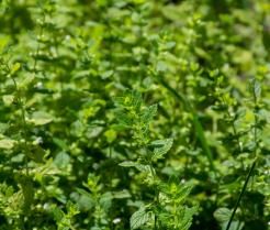 Les plantes anti-insectes à faire pousser dans son jardin