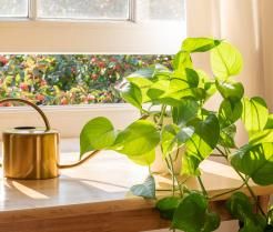 Golden Pothos plant in pot on table near window with copper watering can