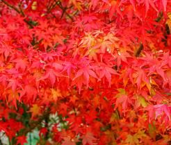Planter un érable du Japon