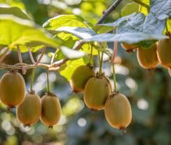 Comment planter un arbre à kiwi ou actinidier