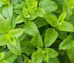 Conseils pour cultiver de la menthe