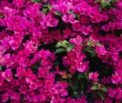 Planter un bougainvillier 
