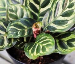 Entretien du calathéa