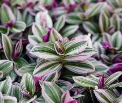 Trzykrotka to piękna i wdzięczna w uprawie roślina