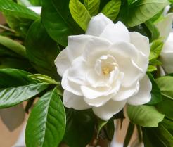 White gardenia flower surrounded by glossy green foliage