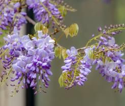 Purple Wisteria sinensis flowers with twisting stems and masses of scented flowers in hanging racemes.