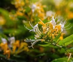 White and yellow Lonicera Japonica Caprifolium Perfoliate honeysuckle flowers. 