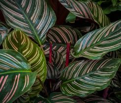 Kalatea ma pięknie wybarwione liście