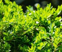 Comment cultiver les buis