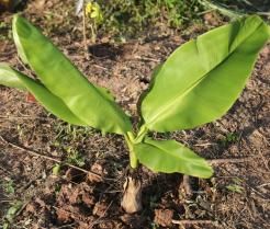 Planter un bananier