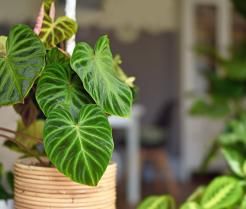 Philodendron pflanzen