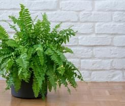 Lush green Boston fern in grey pot against white wall