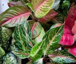 Aglaonema ma wiele zachwycających odmian