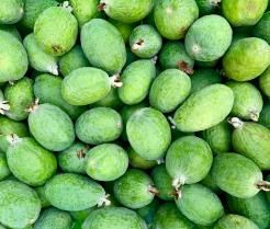 A large collection of ripe feijoa fruit.