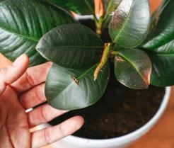 Młody liść figowca sprężystego