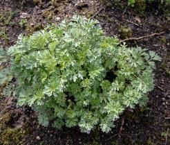 Planter de l'absinthe