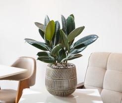 Rubber plant in a pot on the table in modern living room