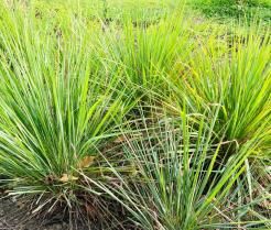 Faire pousser et entretenir de la citronnelle