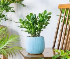 Crassula ovata dans un pot bleu.