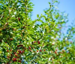 Comment planter un cerisier