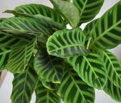 Calathea
