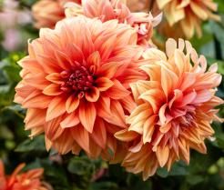Orange dahlia flowers growing in a New Zealand garden.