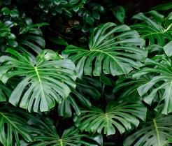 Close-up of Monstera deliciosa foliage
