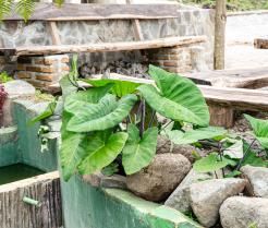 Alocasia-Pflanze im Garten