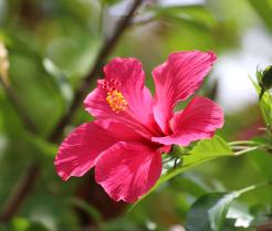 A Hibiscus rosa-sinensis with pink flowers and green leaves.