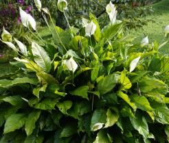 Fleur de lune dans le jardin.
