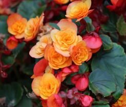Close-up of begonia with double orange flowers and dark green leaves