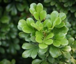 Bukszpan jest jedną z najbardziej charakterystycznych roślin w polskich ogrodach 