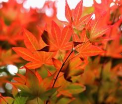 Red Japanese maple tree and maple leaves in autumn.