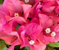 Close-up of pink flowering bougainvillea