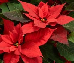 Culture du poinsettia
