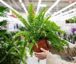Paprotki to wdzięczne rośliny doniczkowe