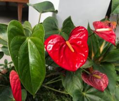 Red anthurium flowers and glossy green leaves
