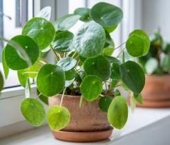Pilea