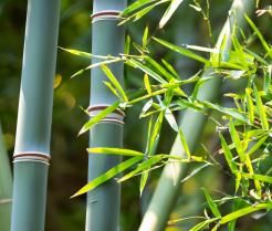 Green bamboo tree branches and leaves.