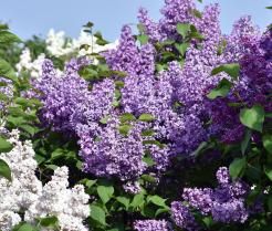 Bez i lilak - potoczne nazwy tej samej rośliny 